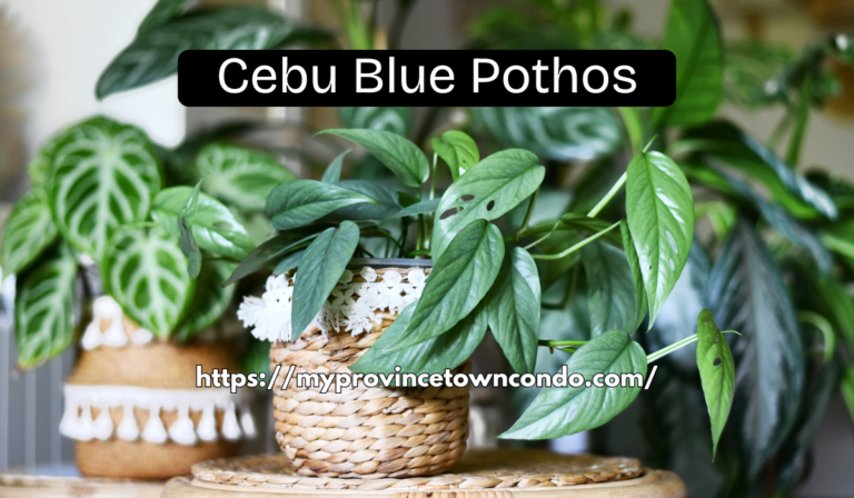 Cebu Blue Pothos
